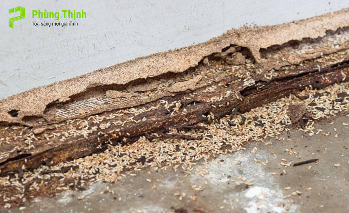 Tủ bếp gỗ công nghiệp có bị mối mọt không?